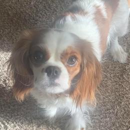 Lilly - Cavalier King Charles Spaniel