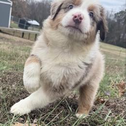 Boy 1- Red Merle - Red merle male Australian Shepherd puppy in Mayfield, Kentucky from Hamilton Farms