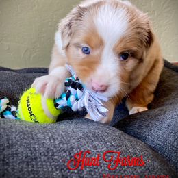 Australian Shepherd, Miniature Australian Shepherd, and Toy Australian Shepherd Puppies from Hunt Farms Mini Aussies