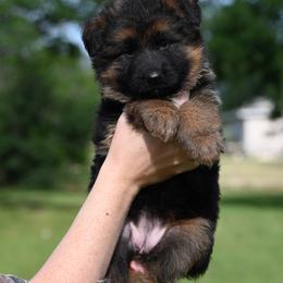 Lulu - Black and red female German Shepherd puppy in Azle, Texas from Nuckols-Alsup Canines German Shepherds