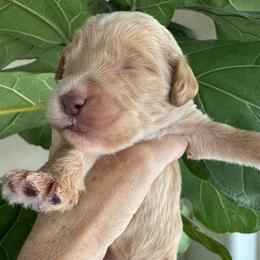 Boy 5 - male Goldendoodle puppy in Gilbert, Arizona from DogHouse Doodles