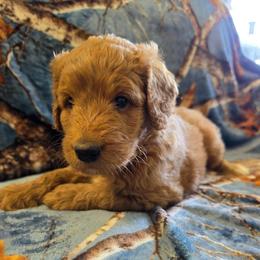 Captain EO - Red male Labradoodle puppy in Lansing, North Carolina from Murphy Manor Mountain Doodles