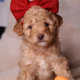 India - Apricot female Goldendoodle puppy in Forney, Texas from Diamond Doodle Pups and Poodles
