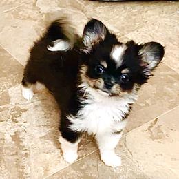 Princess Diana.(pending ) - Black and white female Chihuahua puppy in Santa Rosa Beach, Florida from Eva's Chihuahua