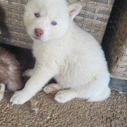 Celeste - White female Siberian Husky puppy in Swansea, Illinois from Husky B's