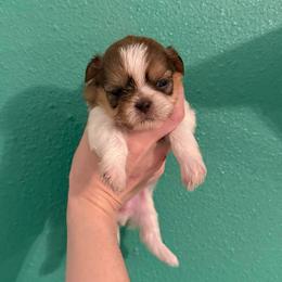Godiva - Liver and white female Shih Tzu puppy in Stroud, Oklahoma from Laik’s Little Shihtz & Poms