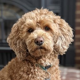 Annie - Goldendoodle