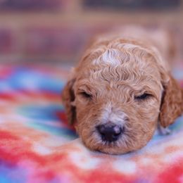 Poodle Puppies from Moss’ Poodles