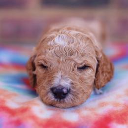 Poodle Puppies from Moss’ Poodles