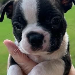 Frank - Black and white male Boston Terrier puppy in Brazos Point, Texas from TX Southern Belle Boston Terriers
