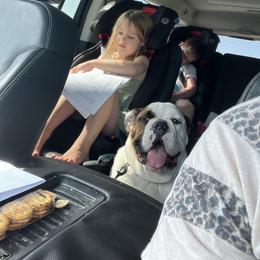 Bulldog All Grown Up from Rawlins Family Bulldogs