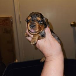 Girl 2 - Dapple female Dachshund puppy in Lansing, Michigan from Black Thunder 517 Cane Corso and Dachshunds