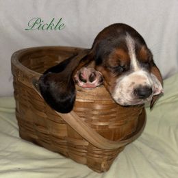 Green Boy - Black brown and white male Basset Hound puppy in Edgar Springs, Missouri from Red Fern Basset Family