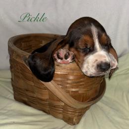 Green Boy - Black brown and white male Basset Hound puppy in Edgar Springs, Missouri from Red Fern Basset Family