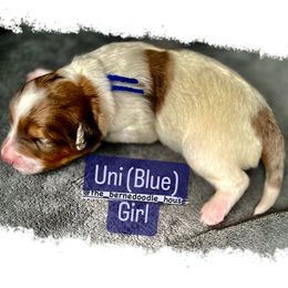 Bernedoodle Puppies from The Bernedoodle House