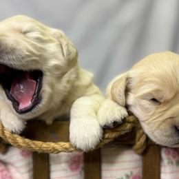 Girl 3 - Golden female Golden Retriever puppy in Tonasket, Washington from Denzil’s Goldens