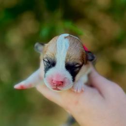 Girl 1 - Red female Pembroke Welsh Corgi puppy in Yulee, Florida from Pembroke Welsh Corgis at Belle Haven