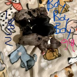 Puppy 4 - Black and tan male Dachshund puppy in Bells, Texas from Hernandez Mini Deli Cutz