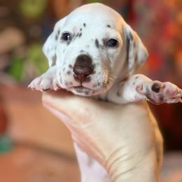 1st pick male - White and black male Dalmatian puppy in Lake Mathews, California from Bully Market