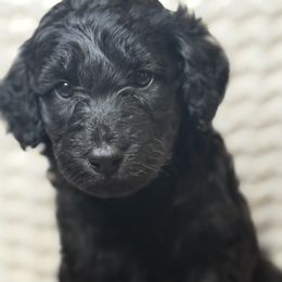 Assorted Doodle Crosses puppies from LaiCi Doodles