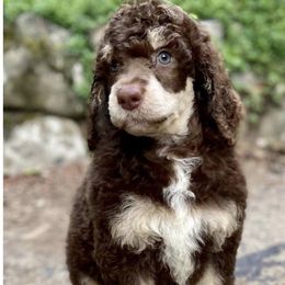 Bernedoodles and Poodles from Doggy Darlins