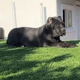 Female 2 - Black female Cane Corso puppy in California from Donato Kennels