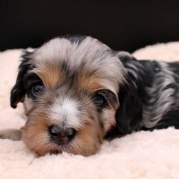 Luna - Merle female Cavapoo puppy in Hendersonville, North Carolina from Grayfinn House