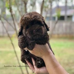 Australian Labradoodle Puppies from Rainbow Row Labradoodles