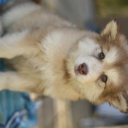 Alaskan Malamute Puppies from North Shore Alaskan Malamutes
