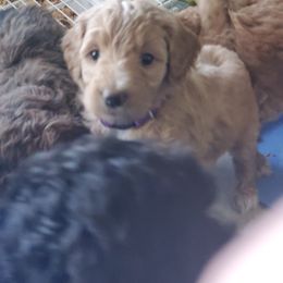 Aussiedoodle Puppies from Color Country Doodles