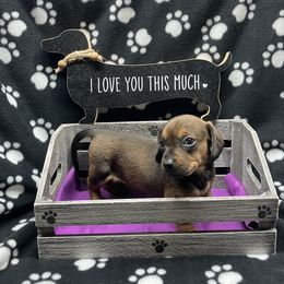 Poppy - Sable female Dachshund puppy in Saint Albans, Maine from Australian Cattle Cuties and littles