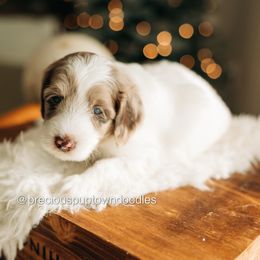 Hank - Parti male Goldendoodle puppy in Bell Buckle, Tennessee from Precious Puptown Doodles