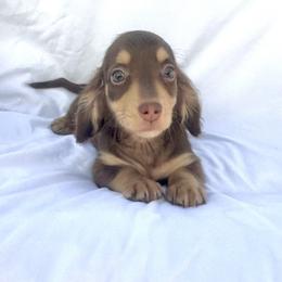 Light Blue - Chocolate and cream male Dachshund puppy in Silver Springs, Florida from DeMarsh's Dachshunds