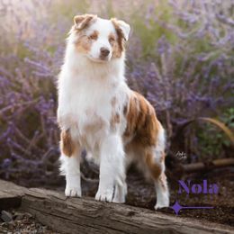 Nola - Australian Shepherd