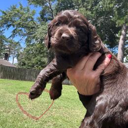 Orange - Liver male Boykin Spaniel puppy in Dublin, Georgia from Ashcraft's Boykin Spaniels