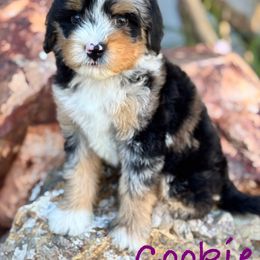 Cupcake - Tri-color female Bernedoodle puppy in Peoria, Arizona from Grand Canyon Bernedoodles