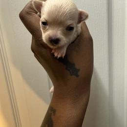 Goldie lux - Gold female Chihuahua puppy in Charlotte, North Carolina from Lawinski’s Chihuahua World