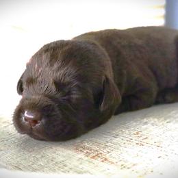 Nettles - Chocolate male Labrador Retriever puppy in Camden, Indiana from Camden's Caring Canines