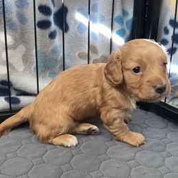 Honey - Red female Dachshund puppy in Trenton, Florida from Tweenie Weenie Dachshunds
