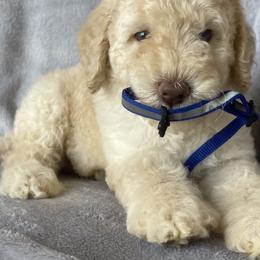 Labradoodle Puppies from I Love U Back Labradoodles, LLC
