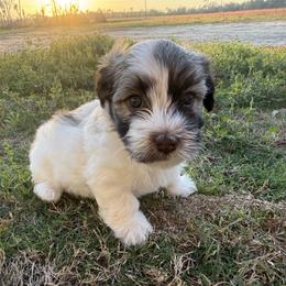 Boy 2 - Silver sable male Havanese puppy in Douglas, Georgia from Huffer Hounds and Havanese
