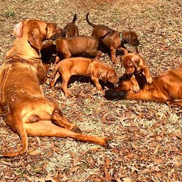 Rhodesian Ridgeback Puppies from Raven’s Ridgebacks