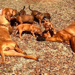 Rhodesian Ridgeback Puppies from Raven’s Ridgebacks