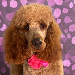 Labradoodles from Cari’s Paws Labradoodles