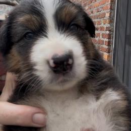 Comet - Black tri-color male Australian Shepherd puppy in Summerville, South Carolina from Mtn Hollow