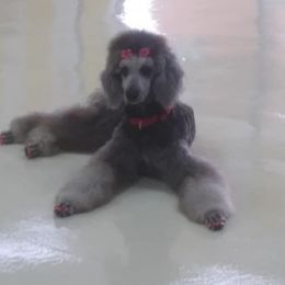 Poodle All Grown Up from Kemah Standard Poodles