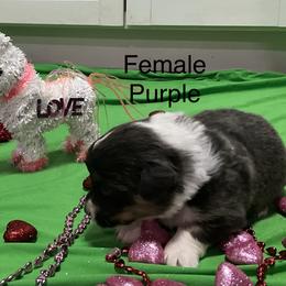 Girl 4 - Black and tan female Pembroke Welsh Corgi puppy in Port Republic, Maryland from Bestfurends