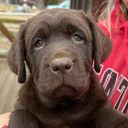 Chester - Labrador Retriever
