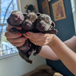 Chocolate Female 3 - Chocolate female Labrador Retriever puppy in Priest River, Idaho from Lazy Daisy Labs