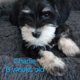 Schnoodle Puppies from Smart Schnauzers & Schnoodles